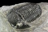 Detailed Gerastos Trilobite Fossil - Morocco #126210-5